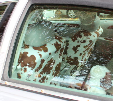 Cow car interior