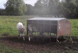 2 cows and shed