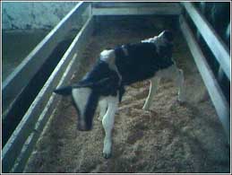 2 days old calf