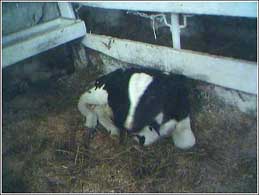 calf resting