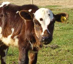 Jersey-Holstein steer