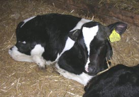 snoozing calf