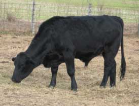 black cow
