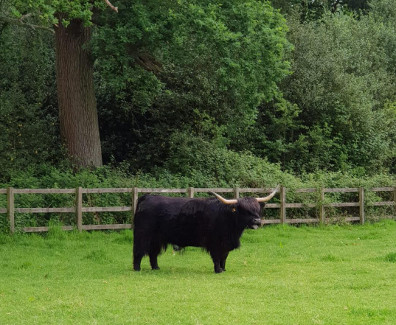 black highland cow