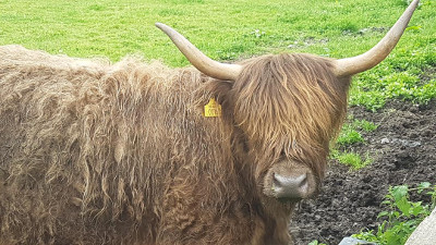 brown highland cow