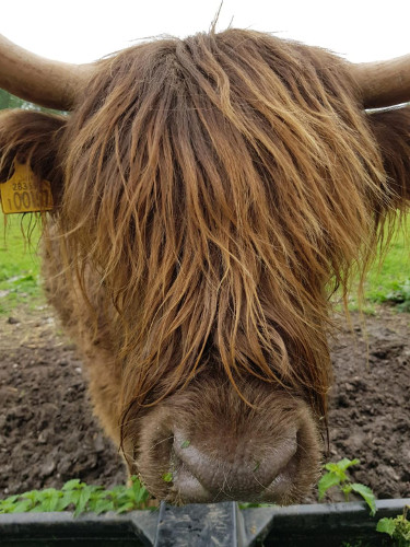 brown highland cow closeup