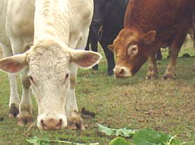 white cow and red cow grazing