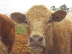 cow with tongue out
