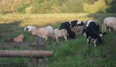 Coley Park cows