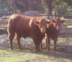 limousin bull and steer