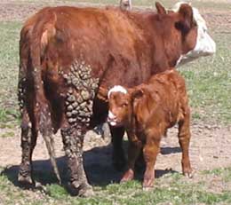 hereford and calf