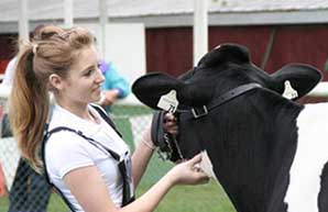 Harrow Fair Holstein