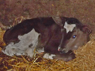 2 day old heifer