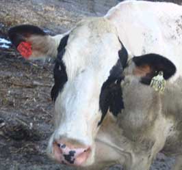 Holstein closeup