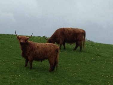 Highland cow looking