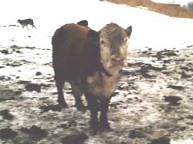 cow in snow, looking