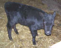 black angus heifer