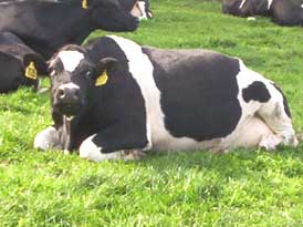 Holstein resting