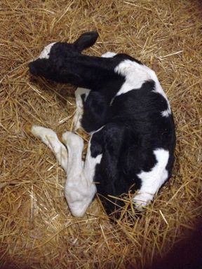 New Born Holstein