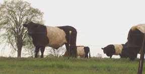 belted cows