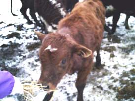 hungry pinzguar calf