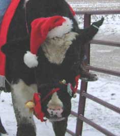 Christmas steer