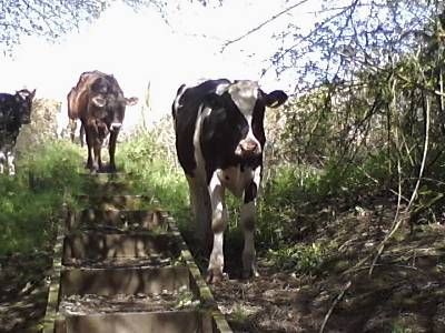 cows coming down