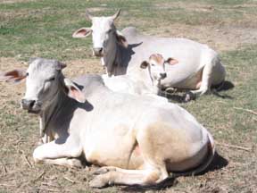 relaxing cows