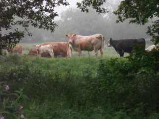 Coley Park Farm cows
