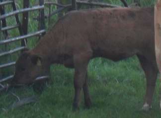 brown cow grazing