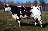 Normande cow