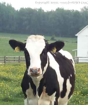 cow picture